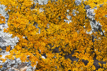 Mousse sur rocher en bordure de mer