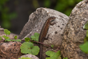 Small lizard sitting on a stone