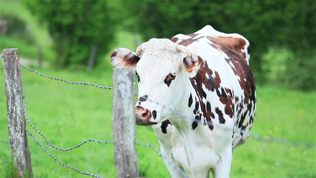Spotted cow behind barbed wire in green pasture meadow