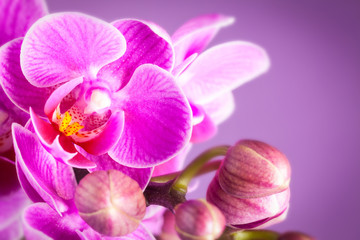 Obraz na płótnie Canvas dettaglio orchidea