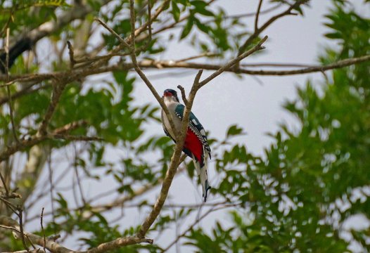 Trogon de Cuba
