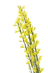 Blühender Ginster (Genista), freigestellt