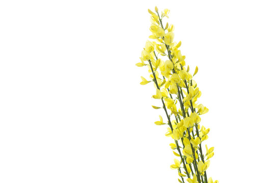 Bl&uuml;hender Ginster (Genista), freigestellt