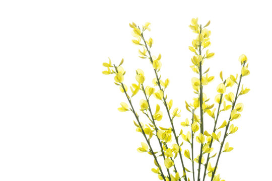 Bl&uuml;hender Ginster (Genista), freigestellt