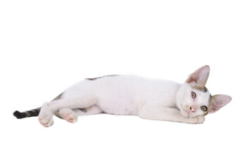 kitten isolated on a white background