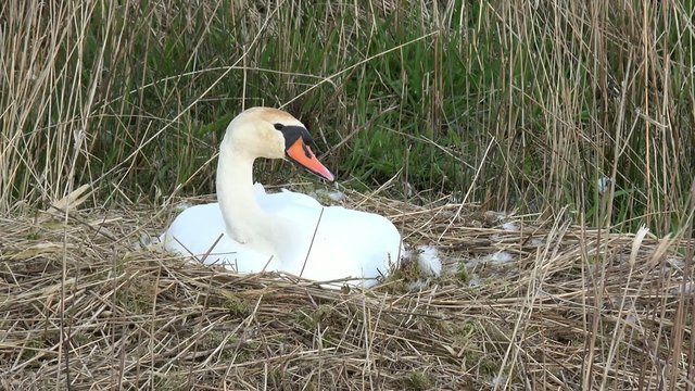 Schwan auf dem Nistplatz