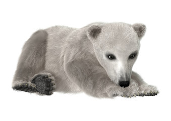 Polar Bear Cub © photosvac