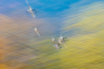 Enten im Flug abstract ducks in flight over lake with blurry background