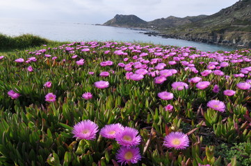 Fototapeta premium Aiacciu - Ajaccio - Corse du Sud