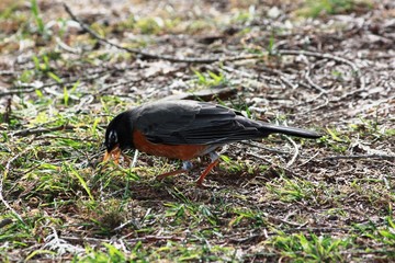 Wanderdrossel - American Robin in San Francisco, California