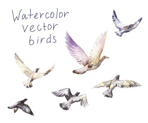 pigeons watercolor, vector set of flying birds