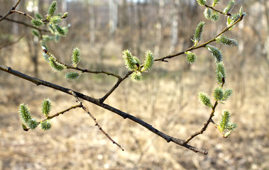 Blossoming branch of a tree with new buds in spring closeup
