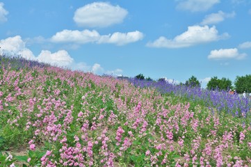 Beautiful flower field on the hill at Biei, Hokkaido, Japan.