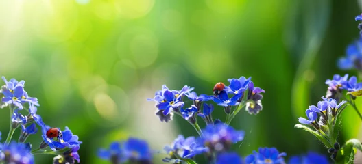 Schilderijen op glas kunst lente of zomer achtergrond met vergeet-mij-nietje bloem © Konstiantyn