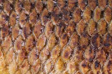 Fried fish scales © indigolotos