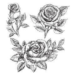 Hand drawing set of roses