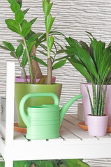 garden watering can on the shelf with flowers - 82463240