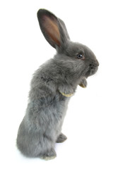 gray rabbit