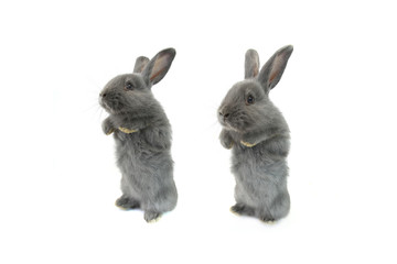 gray rabbit