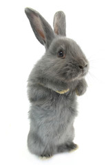 Obraz premium gray rabbit