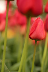 Fototapeta premium Tulip