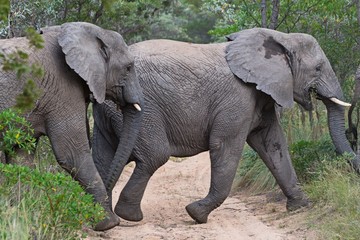 Obraz premium Family of wild elephants crossing a dirt road in Africa