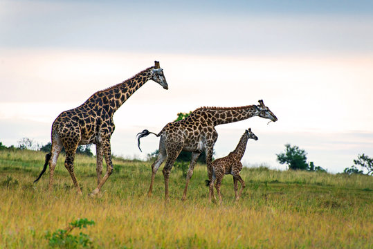 Family of three giraffes along the grassland plains in South Afr