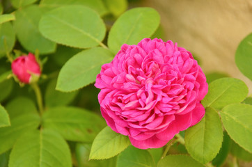 Rose de Damas (Die / Drôme)
