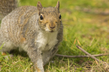 cute squirrel