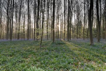 Bluebell, hallerbos Halle forest Belgium, blue forrest.
