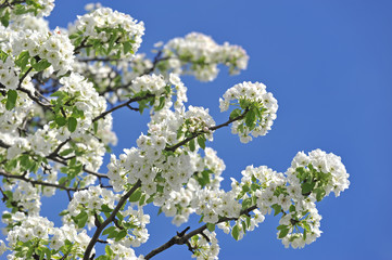 Spring flowers