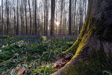 Bluebell, hallerbos Halle forest Belgium, blue forrest.