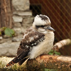 Laughing Kookaburra