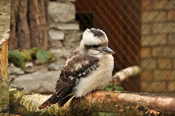 Laughing Kookaburra