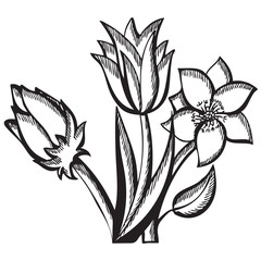 Black bouquet of tulips