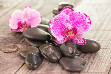 Fototapeta na wymiar Fuchsia Moth orchids and black stones 