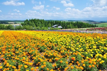 Beautiful flower field on the hill at Biei, Hokkaido, Japan.