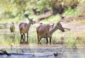 Pregnant hinds in water