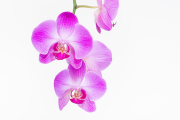 Purple Moth orchids close up
