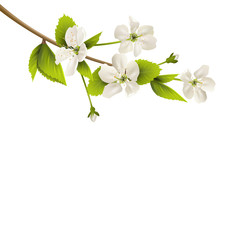 Cherry branch with white flowers isolated on white background