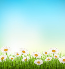 Fototapeta na wymiar Green grass lawn with white chamomiles on sky background