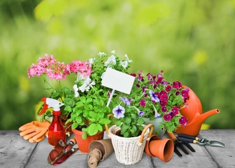 Fototapeta na wymiar Gardening. Gardening tools and flowers isolated on white