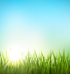 Fototapeta na wymiar Green grass lawn with sunrise on blue sky. Floral nature spring