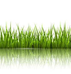 Green grass lawn with reflection on white. Floral nature spring