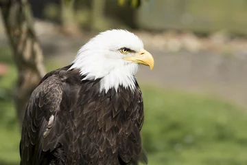 Foto op Plexiglas American Bald Eagle © ellenamani