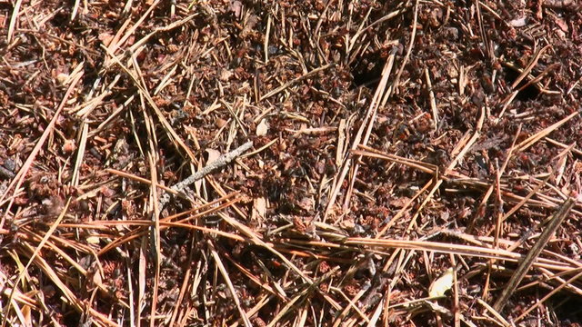 Ants run in an anthill