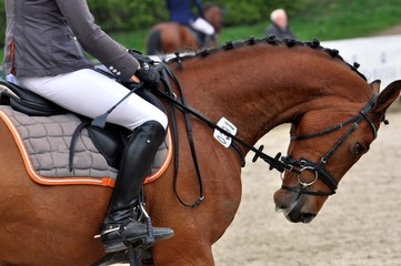 Das Pferd reiten