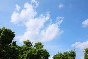 青空・木
