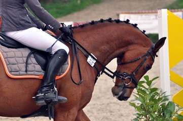 Das Pferd reiten