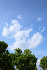 青空・木